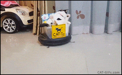 cat and roomba